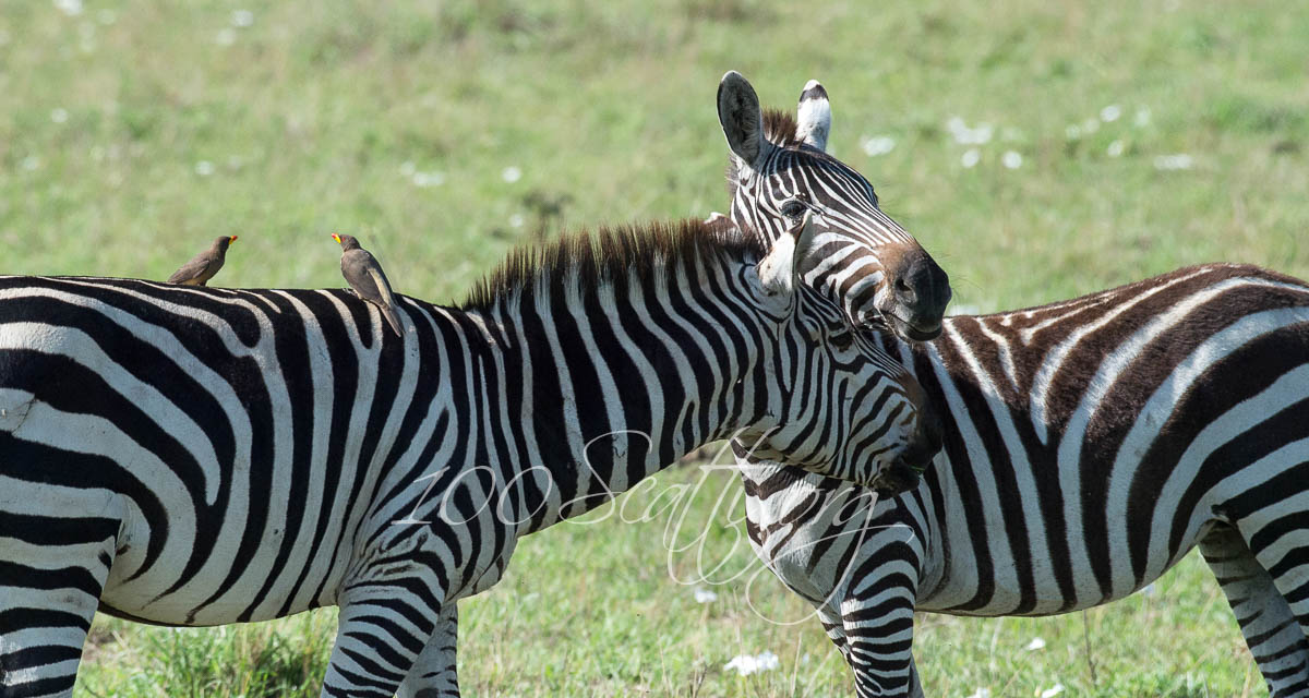 Kenya safari 06.jpg